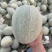 小蜜25渠道靓货继续供货中