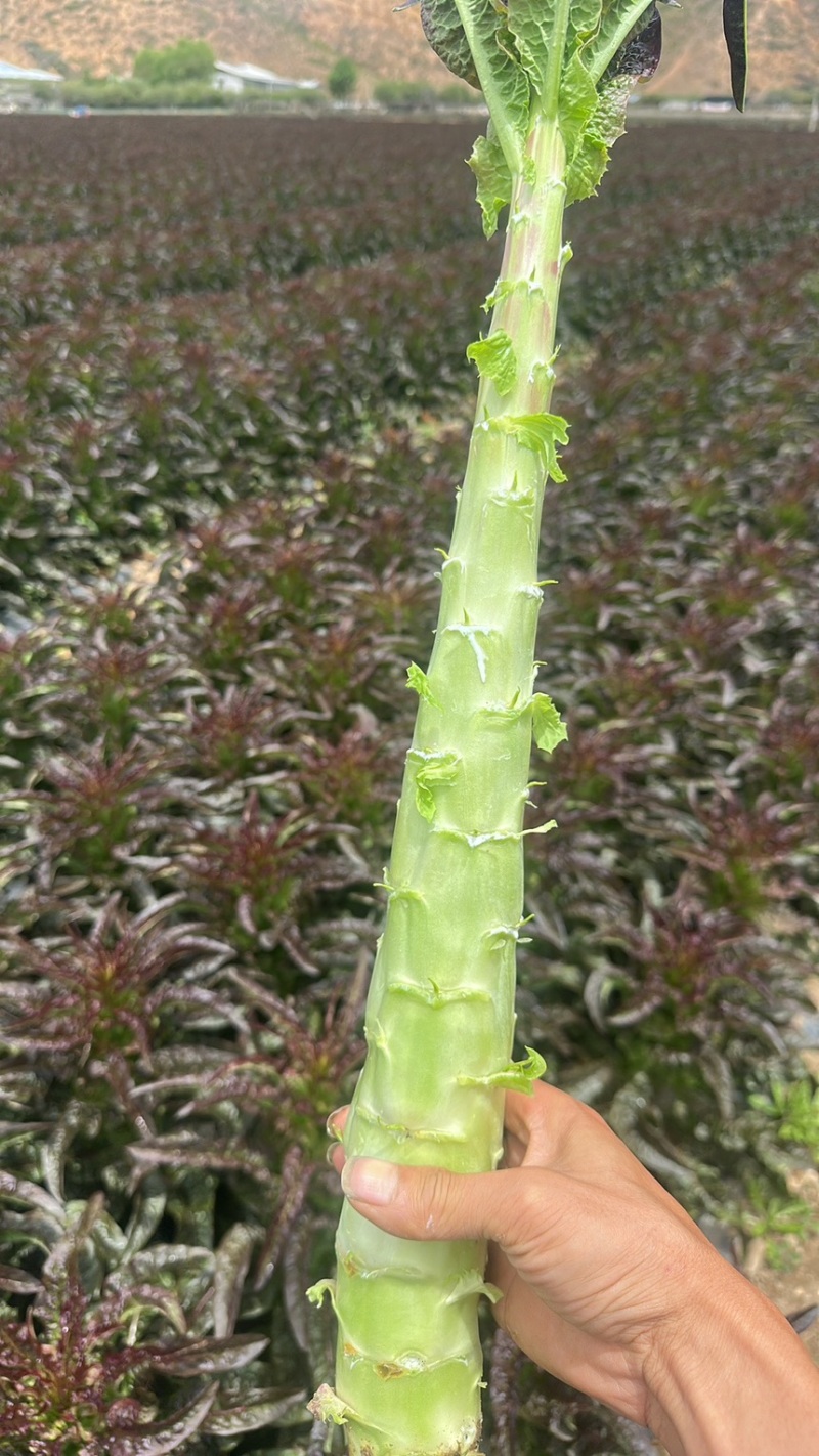 香格里拉莴笋杆子