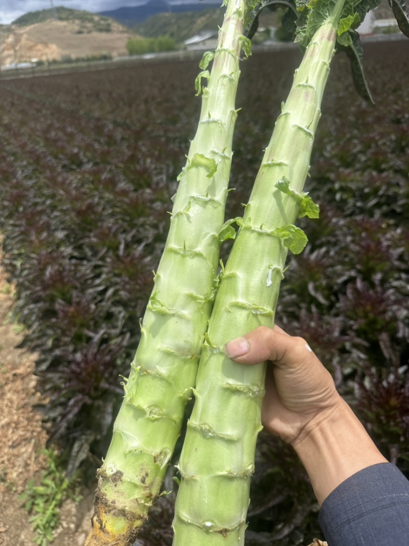 香格里拉莴笋杆子