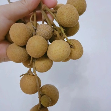 香甜龙眼