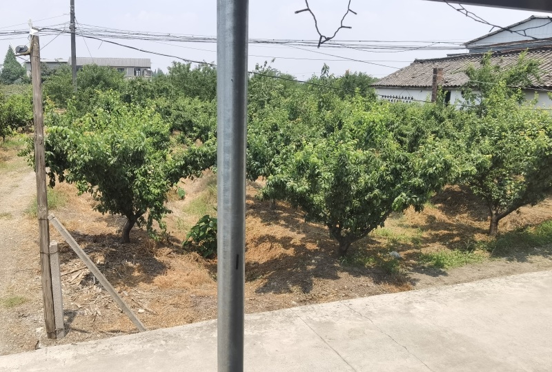 千亩五月脆李子成熟了，欢迎老板来收货！