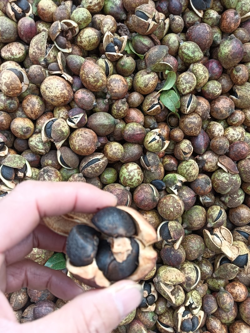 野山茶果干籽，红花茶果，红花油茶果，大量批发零售，