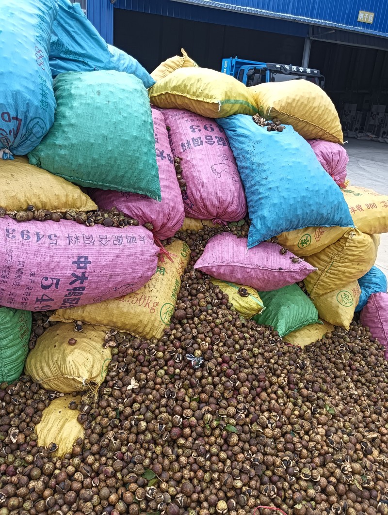 野山茶果干籽，红花茶果，红花油茶果，大量批发零售，