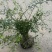 观花植物云南黄馨大毛球高度1m一1.2m，有量，欢迎订购