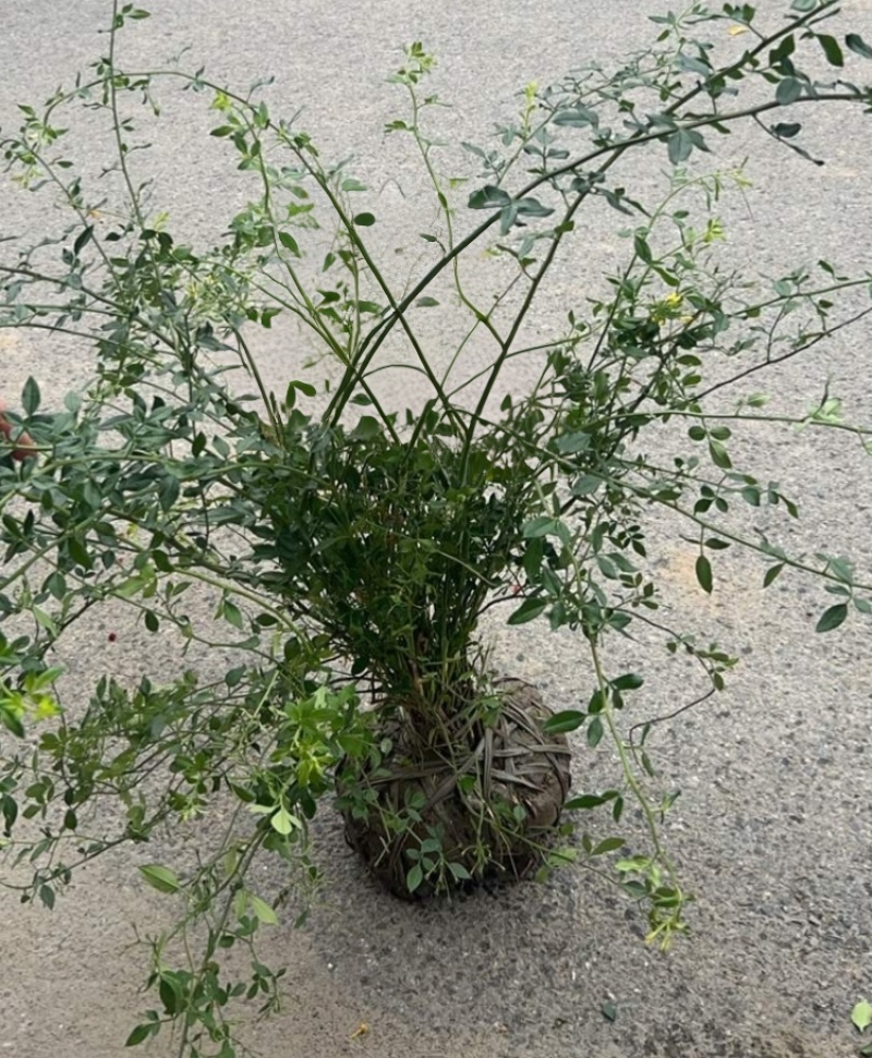 观花植物云南黄馨大毛球高度1m一1.2m，有量，欢迎订购