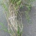 观花植物云南黄馨大毛球高度1m一1.2m，有量，欢迎订购