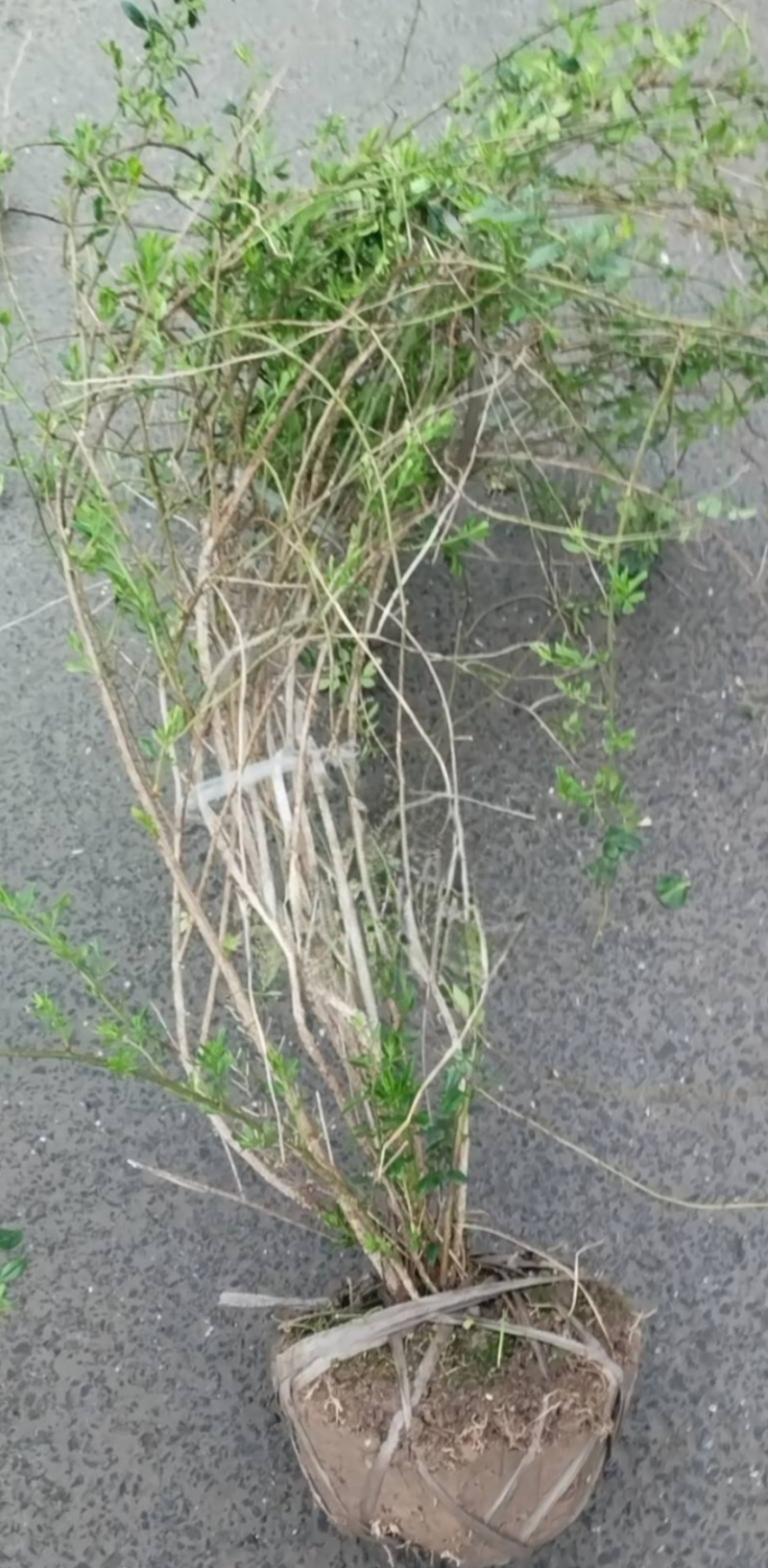 观花植物云南黄馨大毛球高度1m一1.2m，有量，欢迎订购