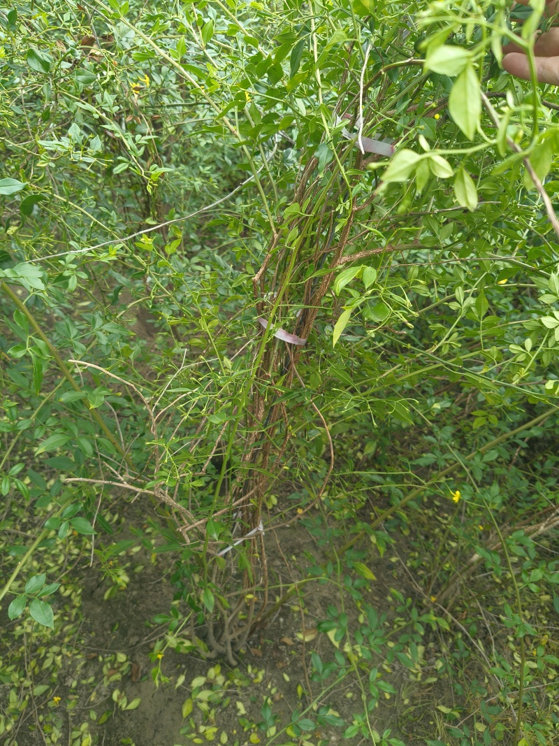 观花植物云南黄馨大毛球高度1m一1.2m，有量，欢迎订购