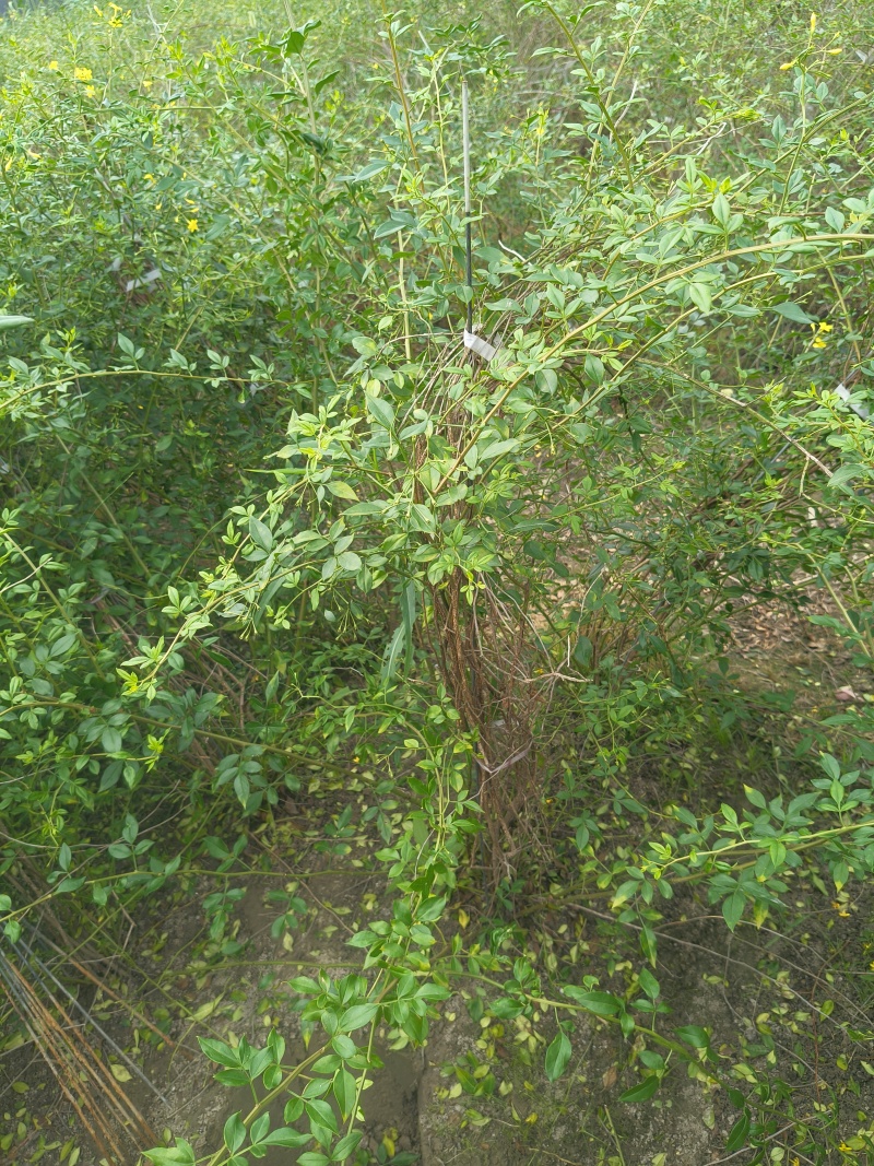 观花植物云南黄馨大毛球高度1m一1.2m，有量，欢迎订购