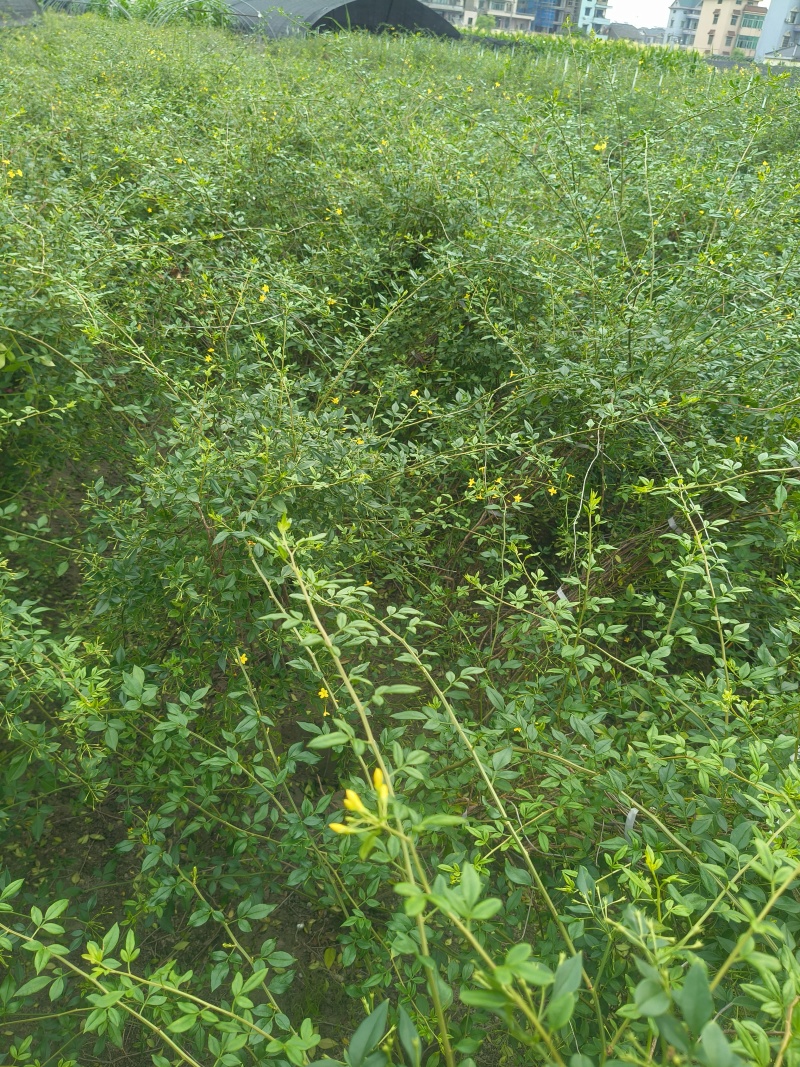 观花植物云南黄馨大毛球高度1m一1.2m，有量，欢迎订购