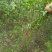 观花植物云南黄馨大毛球高度1m一1.2m，有量，欢迎订购