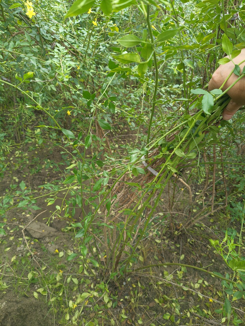 观花植物云南黄馨大毛球高度1m一1.2m，有量，欢迎订购