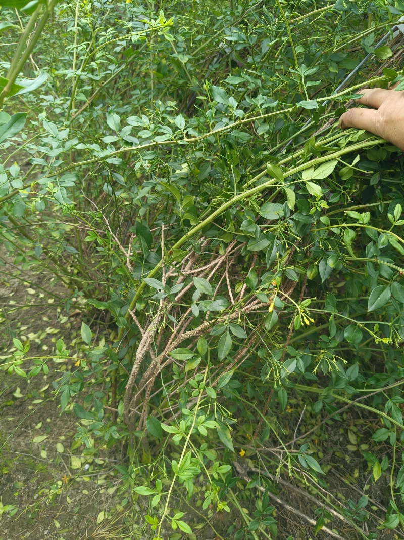 观花植物云南黄馨大毛球高度1m一1.2m，有量，欢迎订购