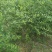 观花植物云南黄馨大毛球高度1m一1.2m，有量，欢迎订购