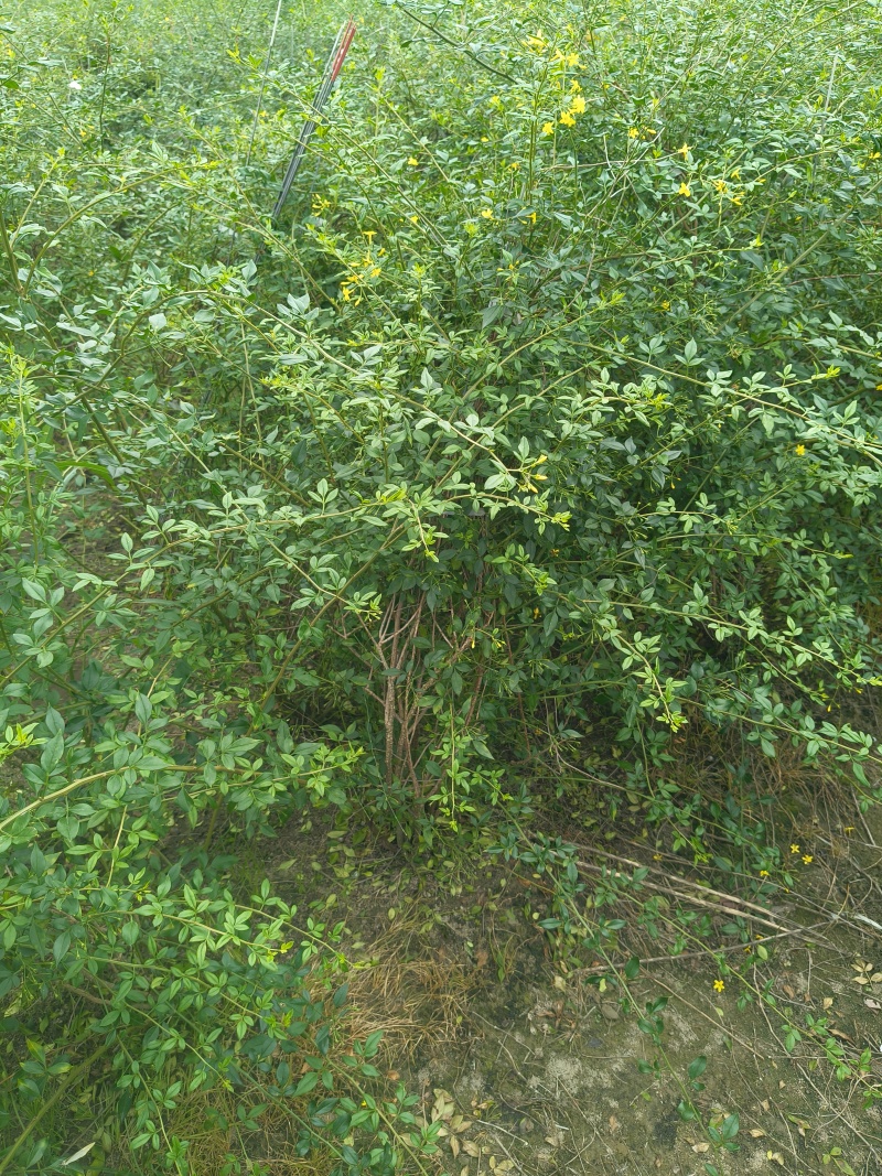 观花植物云南黄馨大毛球高度1m一1.2m，有量，欢迎订购
