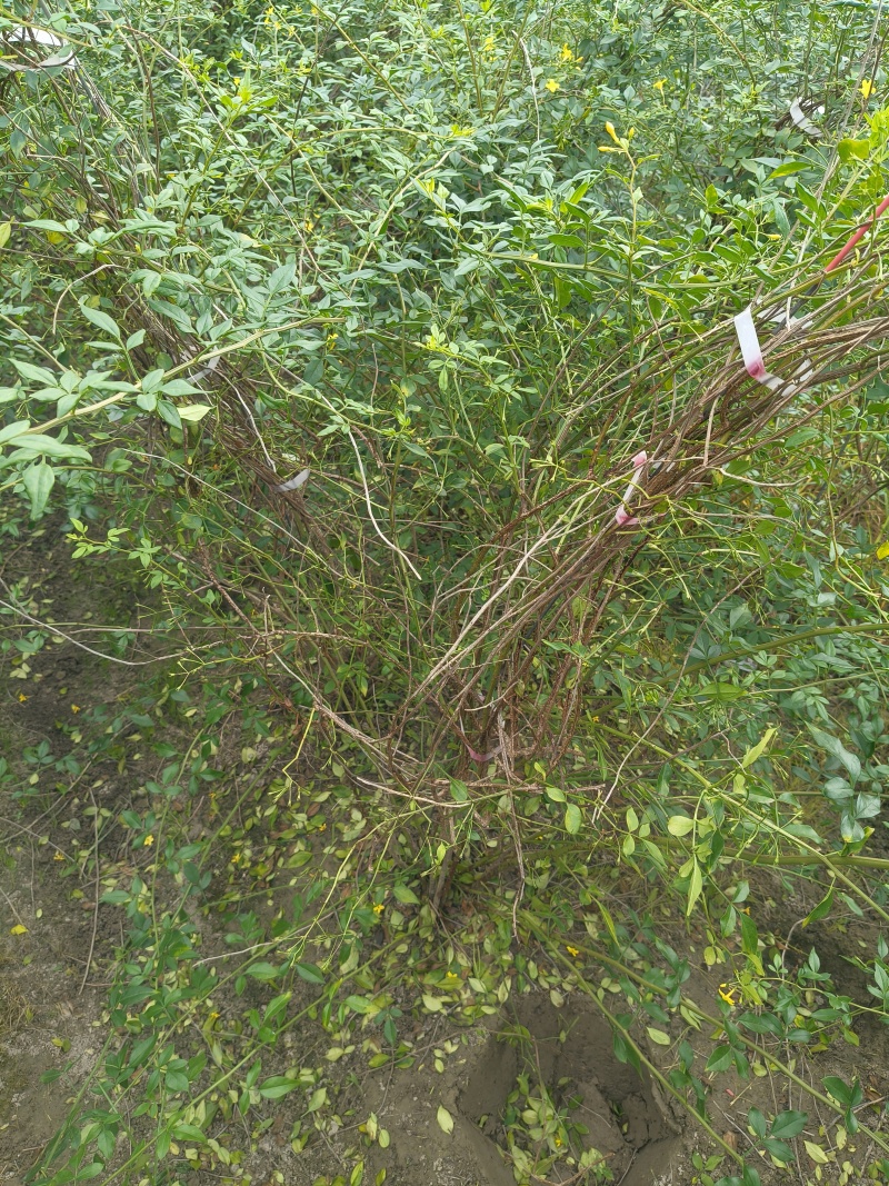 观花植物云南黄馨大毛球高度1m一1.2m，有量，欢迎订购