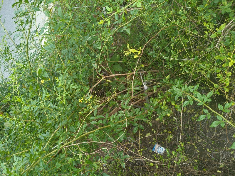 观花植物云南黄馨大毛球高度1m一1.2m，有量，欢迎订购