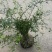 观花植物云南黄馨大毛球高度1m一1.2m，有量，欢迎订购
