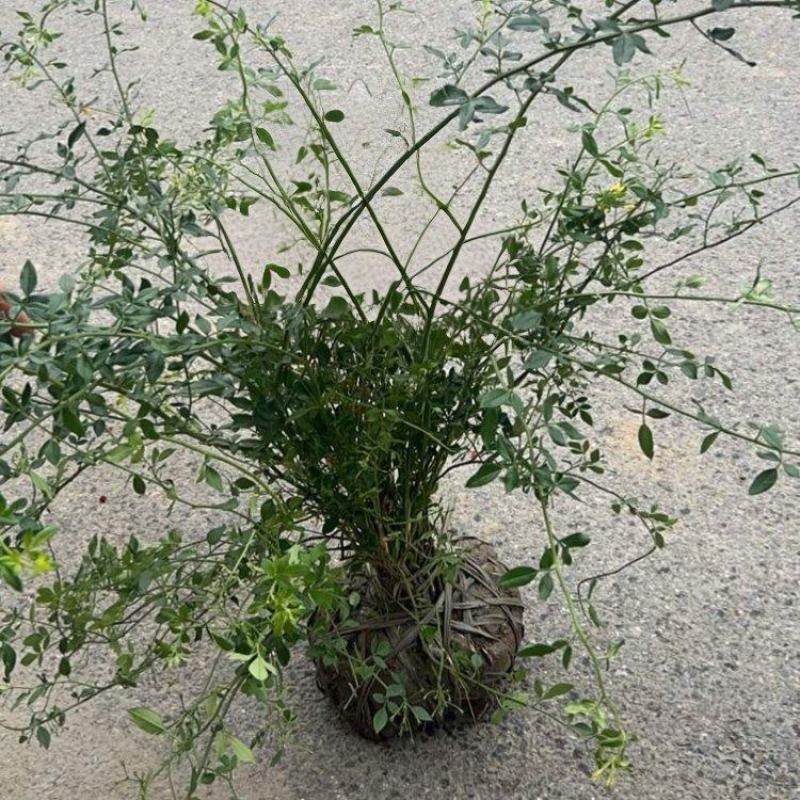 观花植物云南黄馨大毛球高度1m一1.2m，有量，欢迎订购