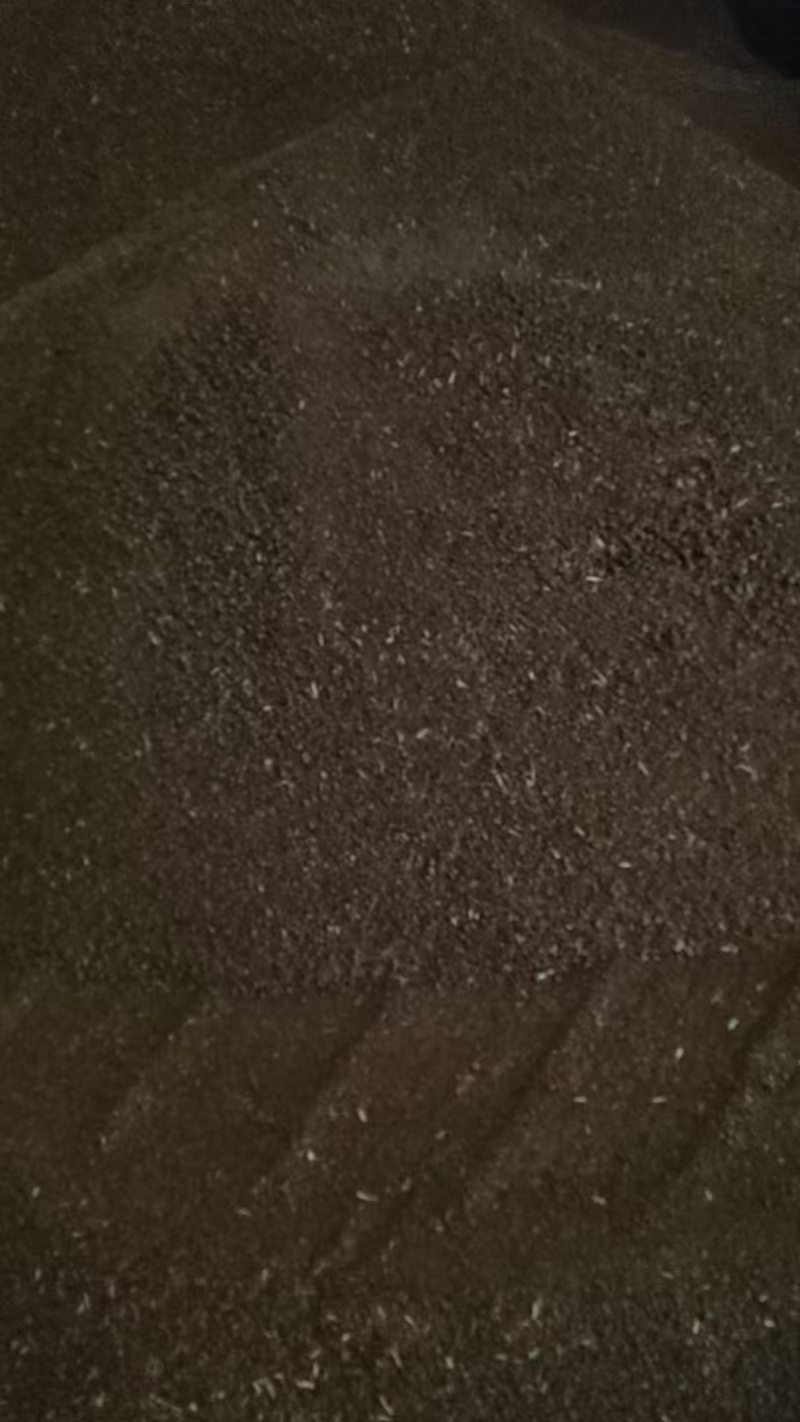 茶粕