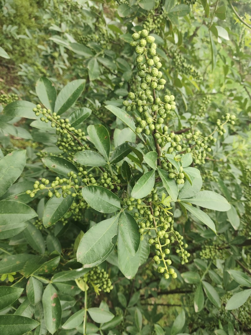 新鲜花椒产地直发重庆江津九叶青新鲜花椒大量上市了。
