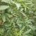 新鲜花椒产地直发重庆江津九叶青新鲜花椒大量上市了。