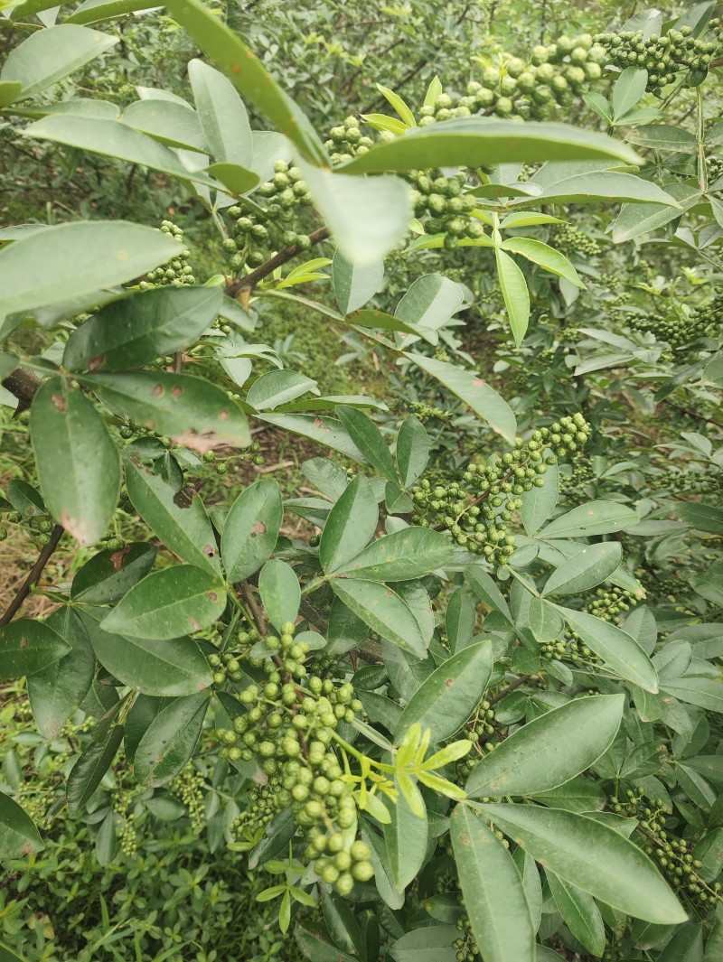 新鲜花椒产地直发重庆江津九叶青新鲜花椒大量上市了。