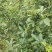 新鲜花椒产地直发重庆江津九叶青新鲜花椒大量上市了。