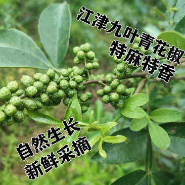 新鲜花椒产地直发重庆江津九叶青新鲜花椒大量上市了。