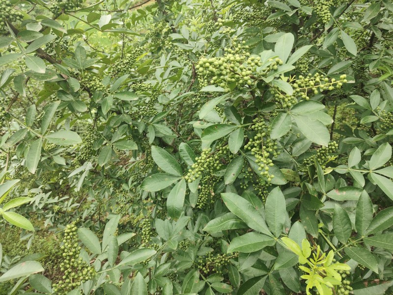 新鲜花椒产地直发重庆江津九叶青新鲜花椒大量上市了。
