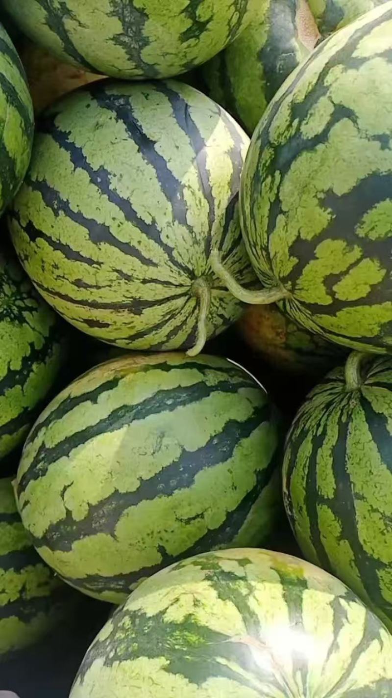 《西瓜》麒麟瓜美都西瓜一手货源产地直发对接全国客商