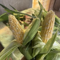 精品黄白粒玉米大量供应