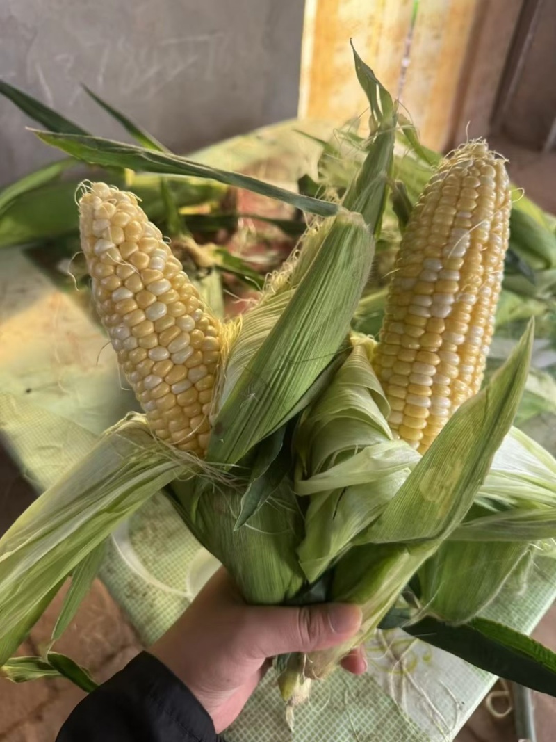精品黄白粒玉米大量供应
