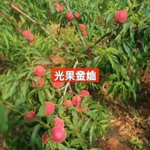 光果金灿黄桃现糖度12，65起步1.2元每斤