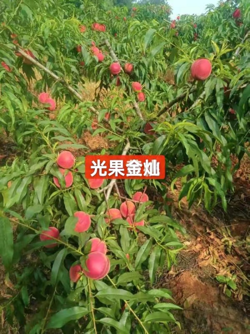 光果金灿黄桃现糖度12，65起步1.2元每斤