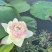 新鲜荷花带杆花苞鲜切花观赏莲蓬家用花卉供佛莲花鲜花摆
