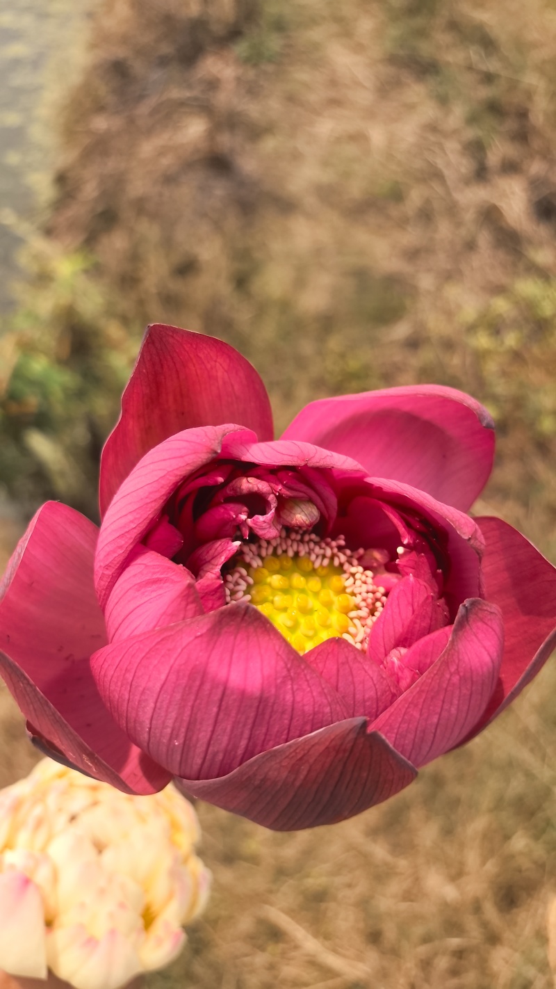 新鲜荷花带杆花苞鲜切花观赏莲蓬家用花卉供佛莲花鲜花摆