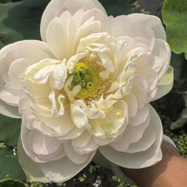 新鲜荷花带杆花苞鲜切花观赏莲蓬家用花卉供佛莲花鲜花摆