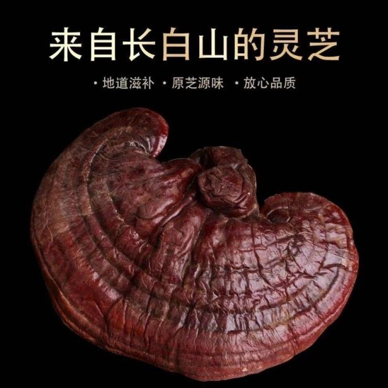 优质灵芝东北吉林灵芝赤灵片灵芝个子芝干货正品赤灵芝灵芝大