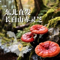 北国雪珍灵芝批发紫灵芝片林芝非野生长白山切片泡酒食药用