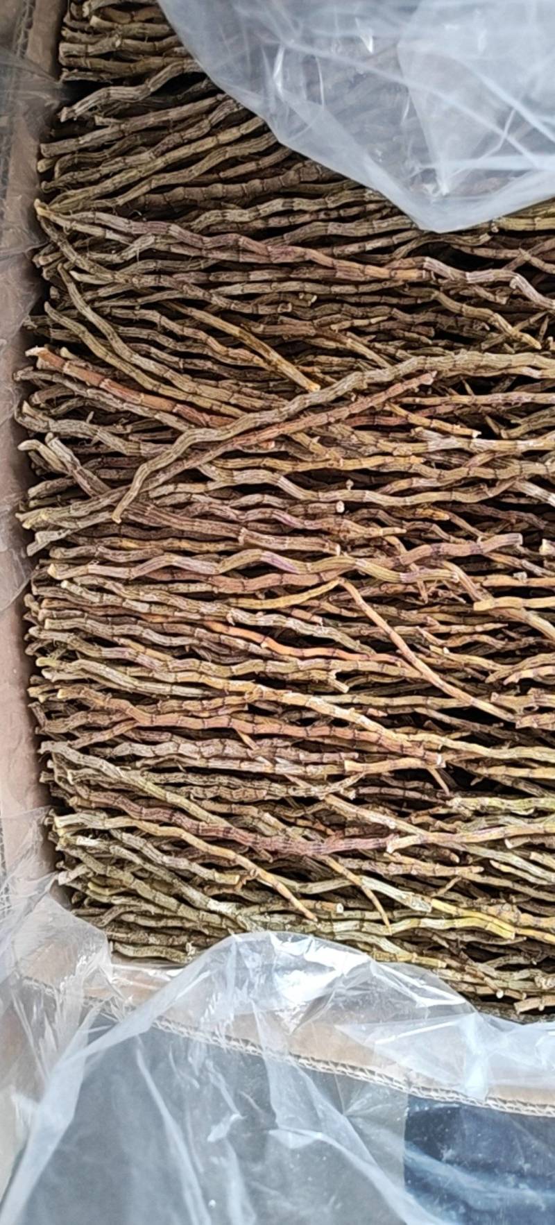 精品头年草铁皮石斛理条