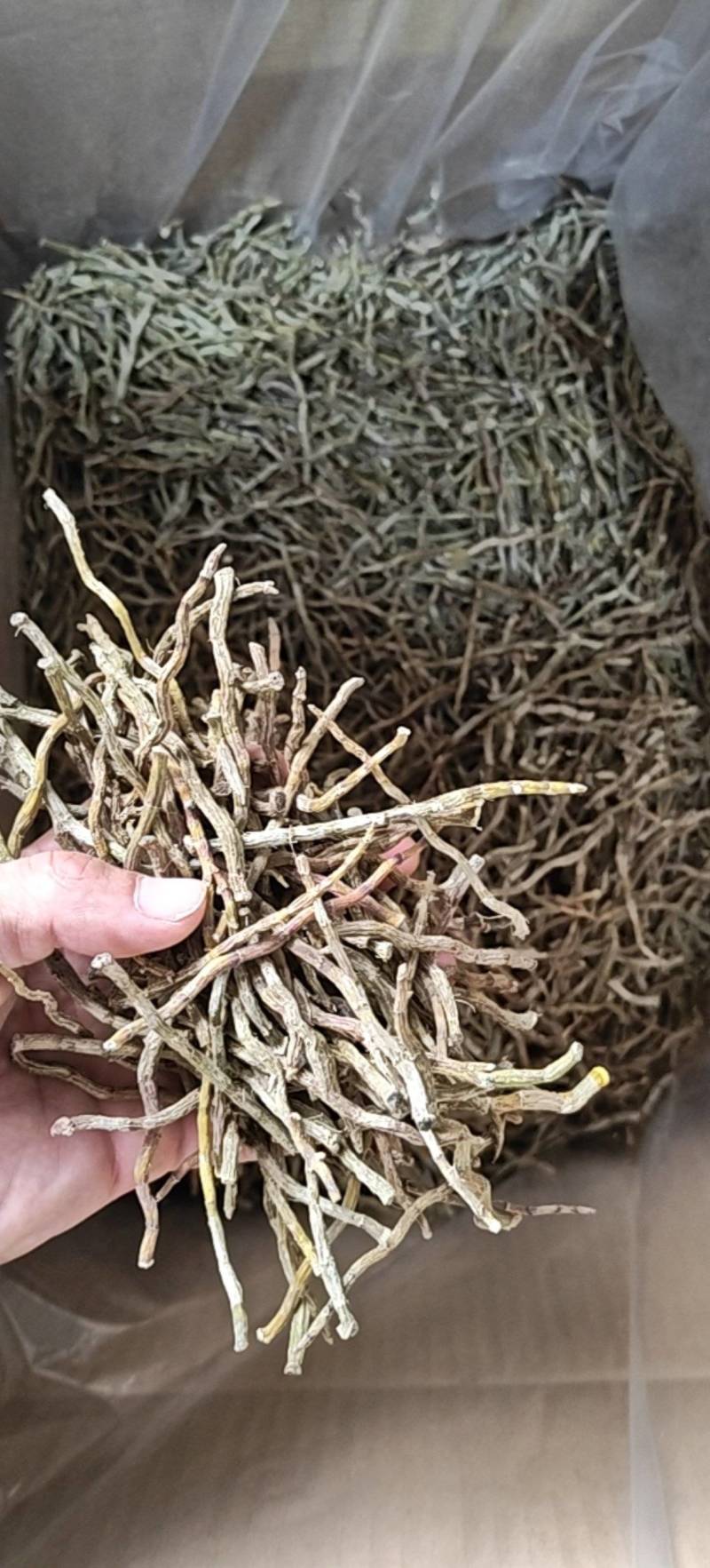 铁皮石斛挑选打粉条90一公斤