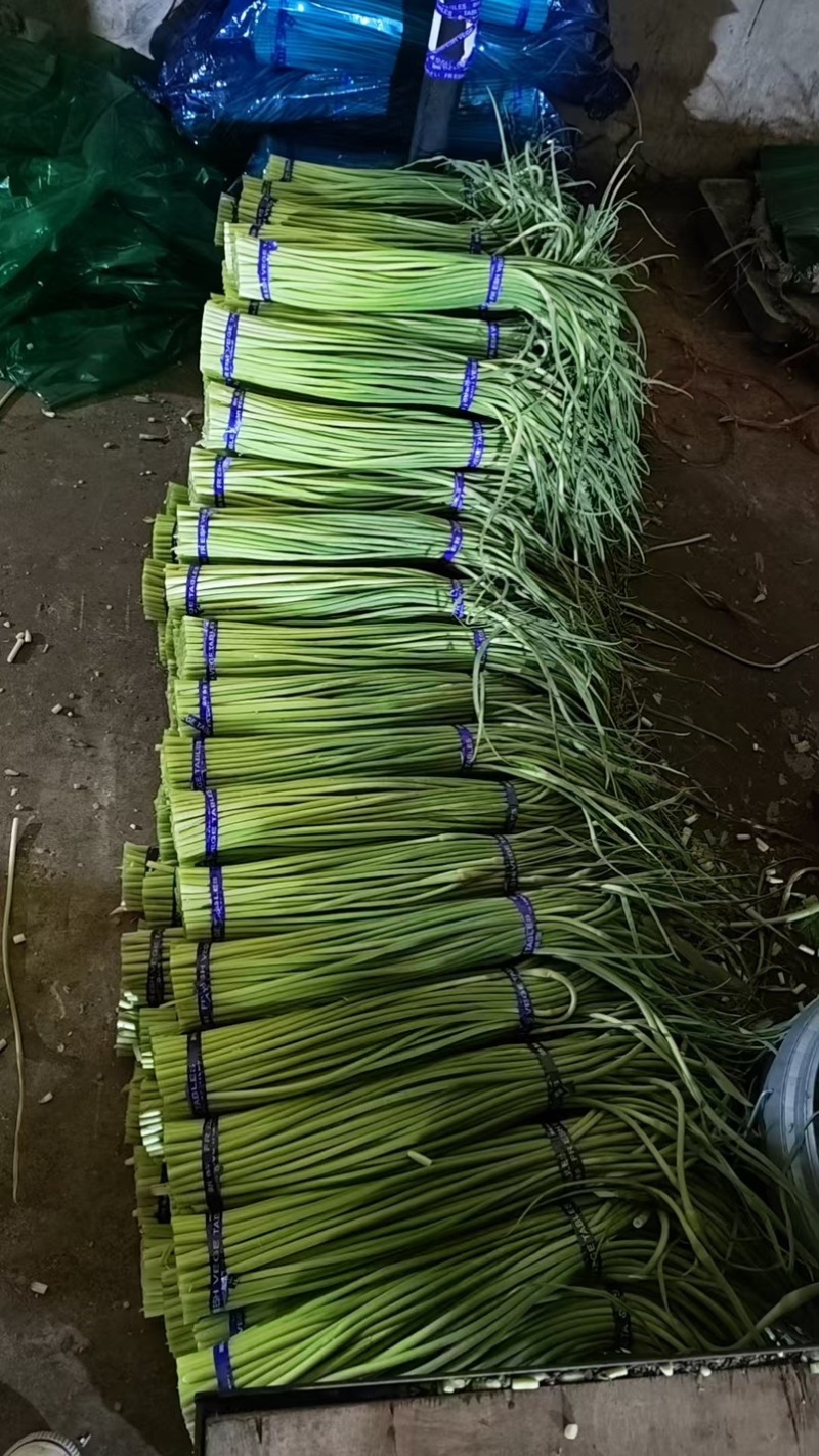 一手货源！鱼台冷库蒜苔，硬度高无黄斑，商超市场