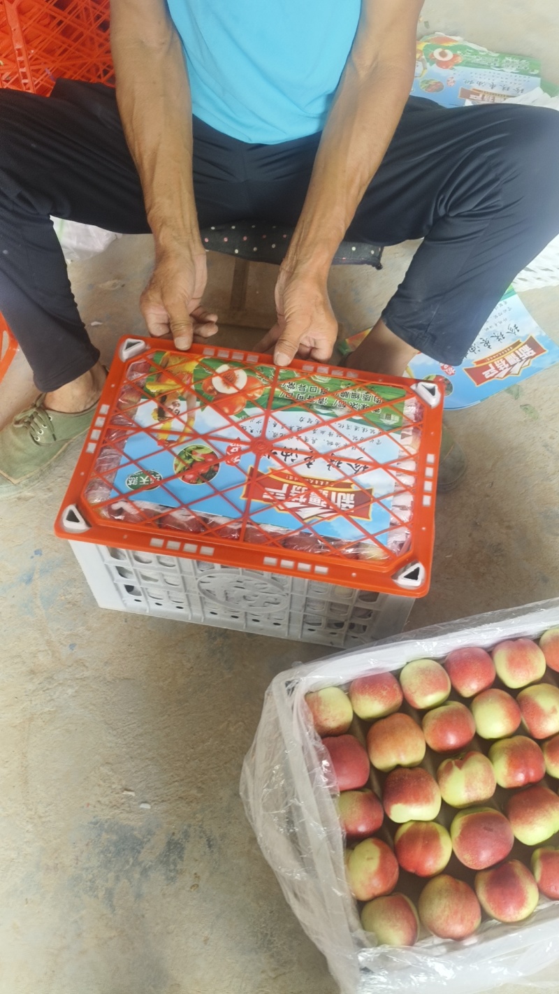 万亩枣油三号珍珠油桃每日现摘车包运长期合作