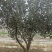 油橄榄10-20公分低分枝全冠产地直发
