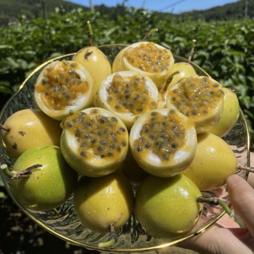 钦蜜9号黄金百香果日发2万斤➕能力欢迎电商，商超老板