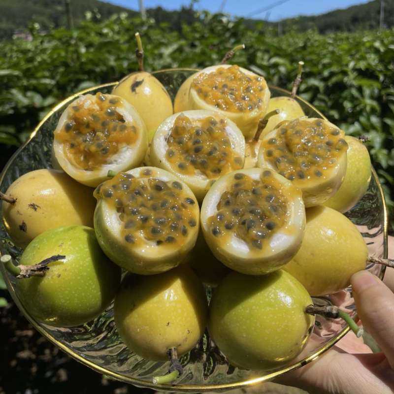 钦蜜9号黄金百香果日发2万斤➕能力欢迎电商，商超老板