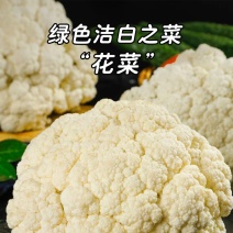 精品花菜大量供应中，面白根干净。可以散装打袋子，装泡沫