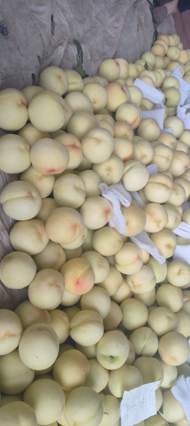 套袋突围桃子销售