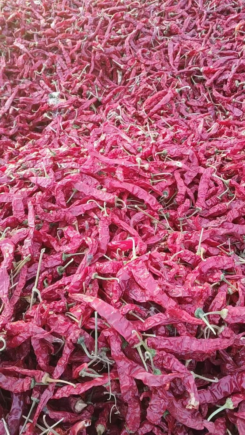 吉林洮南101皱皮辣椒价格美丽产地合作社自产自销，品种齐